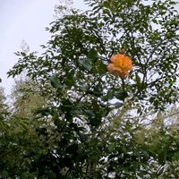 シマトネリコ,バラ,アナベル,マサキ,トウネズミモチの画像