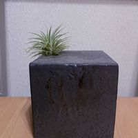 チランジア,エアプランツ,一輪挿し,iPhone撮影,asingleflowervaseの画像