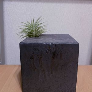 チランジア,エアプランツ,一輪挿し,iPhone撮影,asingleflowervaseの画像