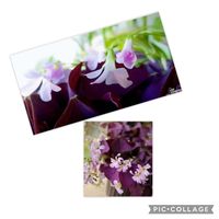 オキザリス,カタバミ,祈り,今日のお花,玄関風除室の画像
