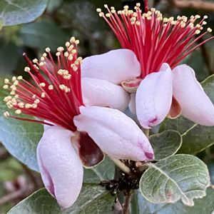 フェイジョア,フェイジョア花,フェイジョアの果実,フェイジョアの若い果実,フェイジョアの冬芽の画像