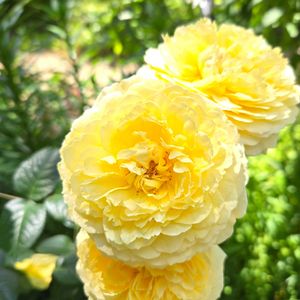 花のある暮らし,横浜イングリッシュガーデン,花友さんに感謝♡,お出かけ先の画像