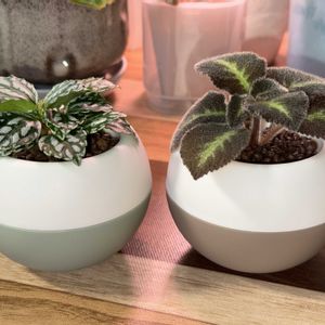 ピレア,ピレア・カディエレイ,エスピシア・リラキナ,観葉植物,ハイドロカルチャーの画像