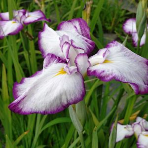 いつもありがとう♡,花のある暮らし,群馬県,季節を感じる♪,キュンキュン乙女倶楽部の画像