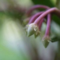 ヤブコウジ(十両),ヤブコウジ(十両),ヤマハッカ（山薄荷）,ヤマハッカ（山薄荷）,舞岡自然公園の画像