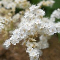 ナナカマド,花散歩,素敵な出会いに感謝,胸キュン,白い水曜日♡の画像