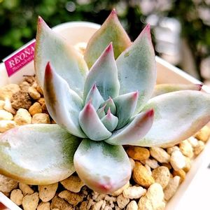 ブラックサバス,サバスNo.1,サバスNo.2,多肉植物,エケベリア属の画像