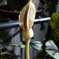 アロカシア,アロカシア　シルバードラゴン,アロカシア・シルバードラゴン,アロカシア シルバードラゴン,観葉植物の画像