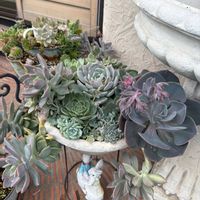 多肉植物 寄せ植え,多肉植物,多肉寄せ植えの画像