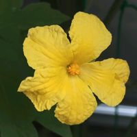 ゴーヤ,ゴーヤの花,ガーデニング,ネコ好き,プランター野菜の画像