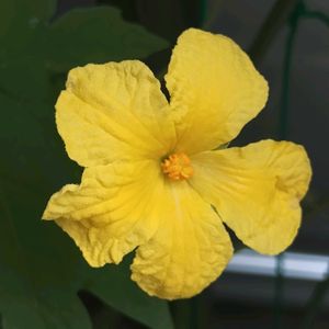 ゴーヤ,ゴーヤの花,ガーデニング,ネコ好き,プランター野菜の画像