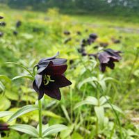 クロユリ,クロユリ,ヒマラヤの青いケシ,ヒマラヤの青いケシ,高山植物の画像