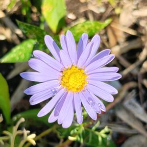 シオン,かわいい,開花,癒し,美しいの画像