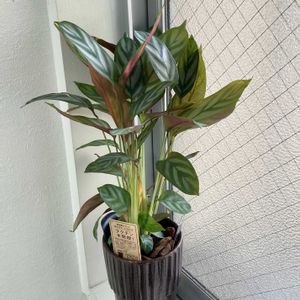 ムシトリスミレ,観葉植物,苔玉,食虫植物,その他部屋の画像
