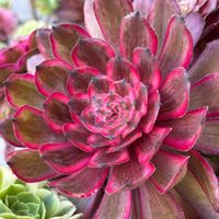 セダム,セダム,丸葉万年草,ムーンゼン,ムーンゼンの画像
