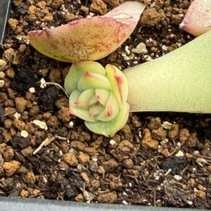 多肉植物,葉挿しの画像