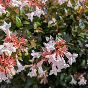 寄植え,ハンギング,白い水曜日,小さな庭,玄関アプローチの画像