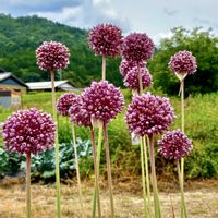 ナス,ジャンボニンニク,クロホオズキ,飛騨川,飛騨川の画像