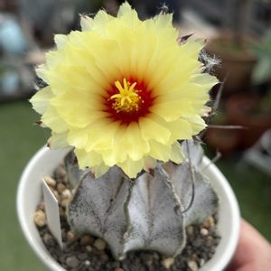 Astrophytum capricorne var. niveum,観葉植物,開花,サボテン科,アストロフィツム属の画像