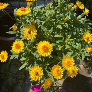 ヘリクリサム,鉢植え,花が好き,無農薬❤家庭菜園,野菜が好きの画像