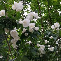 カルミア,タマシャジン,タマシャジン,バイカウツギ（梅花空木）,バイカウツギ（梅花空木）の画像