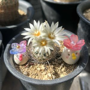 サボテン,サボテンの花,咲いた！,白い花,サボテンのある暮らしの画像