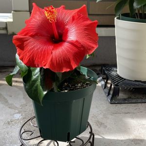 アフロディーテ,植え替え後,ハイビスカス NEWロングライフシリーズ,ハイビスカス NEWロングライフシリーズ,ベランダガーデンの画像