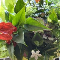 ストケシア,バラ,ヒポエステス,アイスバーグ,レックスベコニアの画像