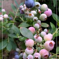 ブルーベリー,ノブドウ,ガーデニング,花のある暮らし,小さな庭の画像