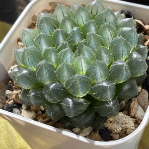 ハオルチア,多肉植物,ハオルチア属,多肉植物のある暮らし,窓辺の画像