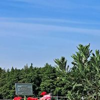 カーネーション,カーネーション,ユリオプスデージー,ユリオプスデージー,ベランダからの景色の画像