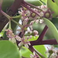 クロガネモチ,花壇,ガーデニング,山野草,樹木の画像