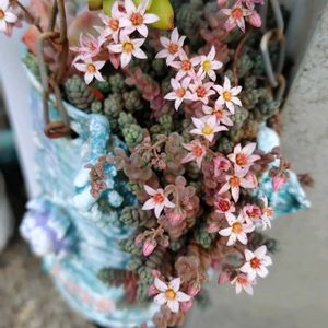 セダム,エケベリア,寄せ植え,多肉植物,花芽の画像