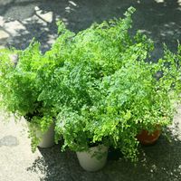 アジアンタム,観葉植物,可愛い,葉っぱ,花のある暮らしの画像