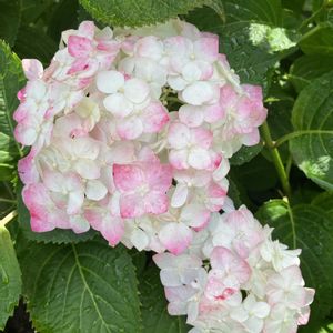 花のある暮らし,広い庭の画像