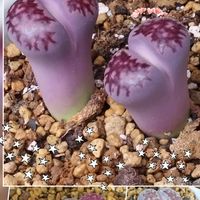 リトープス,多肉植物,庭の画像
