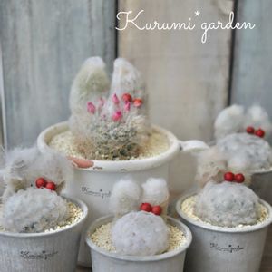 サボテン,サボテン寄せ植え,うさみみ サボテン,うさみみちゃん,うさみみちゃんの画像