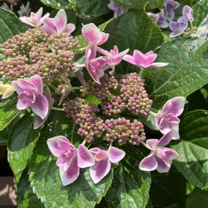 花のある暮らし,広い庭の画像