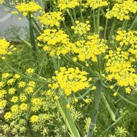 フェンネル,ウイキョウ（フェンネル）,ハーブ,今日の１枚,花のあるくらしの画像