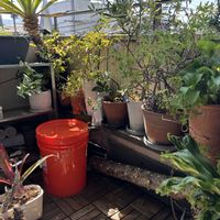 アジサイ,オリーブ,ローズゼラニウム,アガベ・ベネズエラ,観葉植物達の画像
