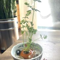 キク,サボテン,ニンジン,翠晃冠錦,ギムノカリキウム ゼガラエの画像
