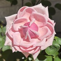 バラ,パクチー,ラ・フランスの画像