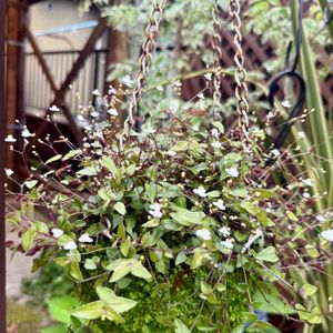 ブライダルベール,ベビーティアーズ,寄せ植え,ガーデニング,おひとり様の画像