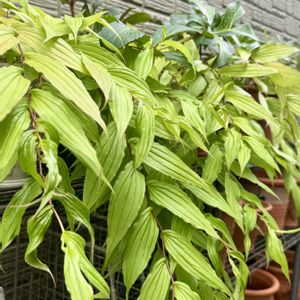 キイジョウロウ   ホトトギス,寄せ植え,ガーデニング,おひとり様の画像