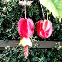 アブチロン,散歩の途中の画像