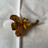 パキポディウム・グラキリス,パキポディウム ドラケイ,奇形花,パキポディウム属,結実の画像