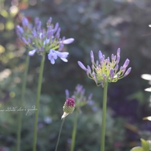 アリウム 丹頂,球根植物,花のある暮らし,緑のある暮らし,HTCの画像