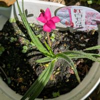 三ツ星アッツ桜,花木,植木鉢,花いろいろ,バラと夢CLUBの画像