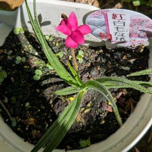 三ツ星アッツ桜,花木,植木鉢,花いろいろ,バラと夢CLUBの画像