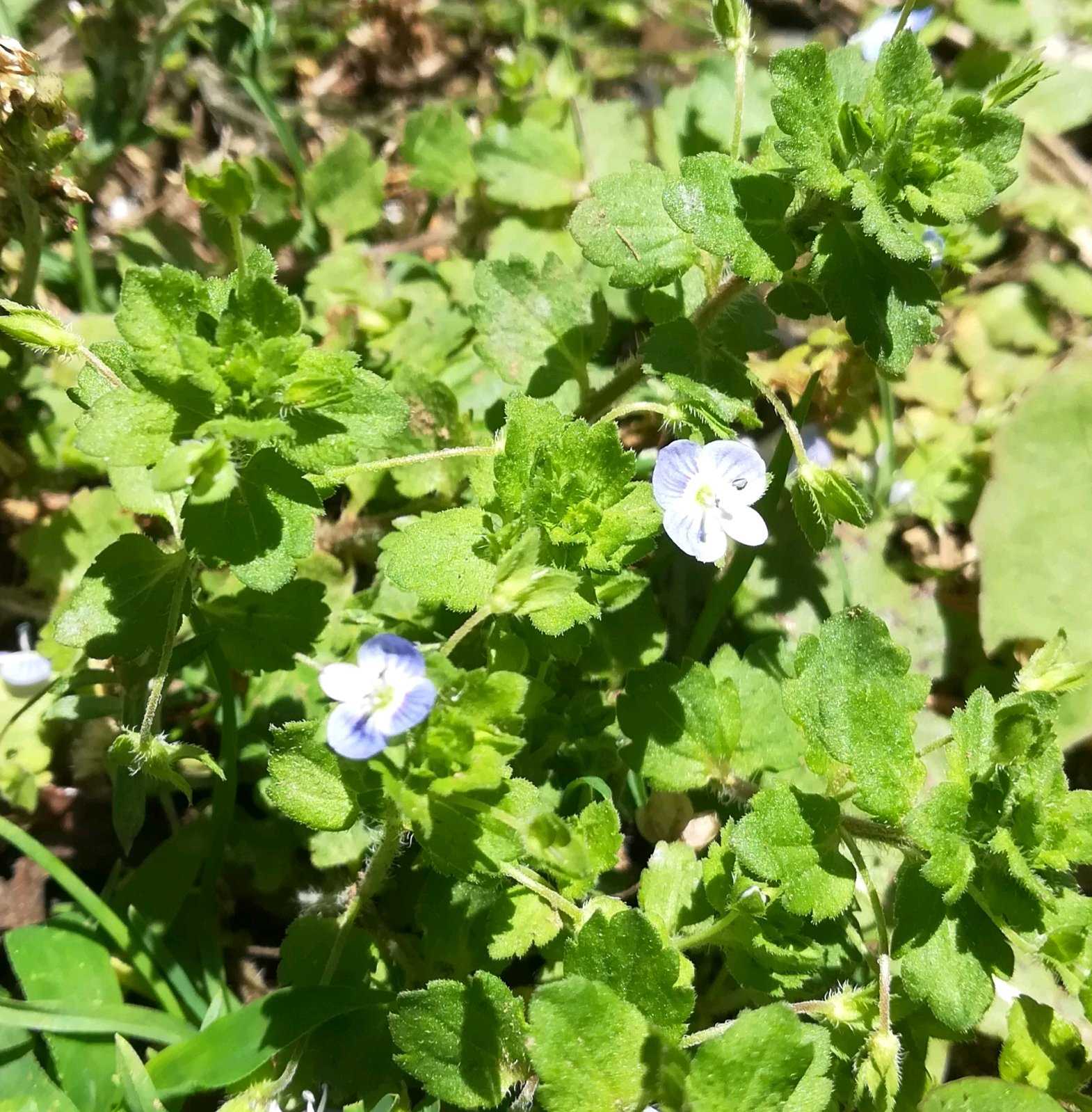 オオイヌノフグリの投稿画像一覧｜🍀GreenSnap（グリーンスナップ）